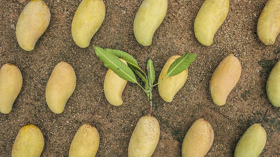 ripe mangoes, nature, directly above, no people, green color HD wallpaper