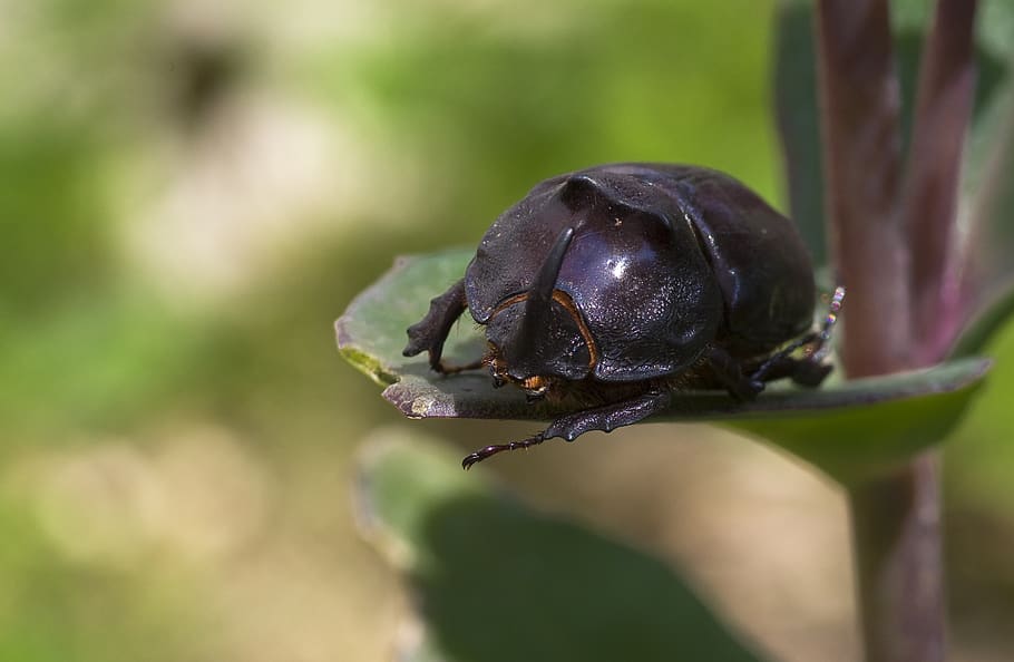 rhinoceros beetle, nature, close up, insect, oryctes nasicornis, HD wallpaper