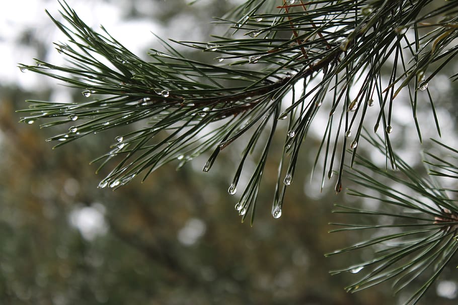 plant, tree, focus on foreground, nature, drop, beauty in nature HD wallpaper