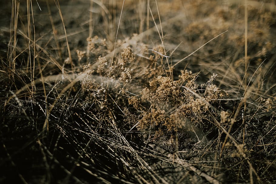 plant, grass, reed, lawn, spider web, ground, crystal, nature