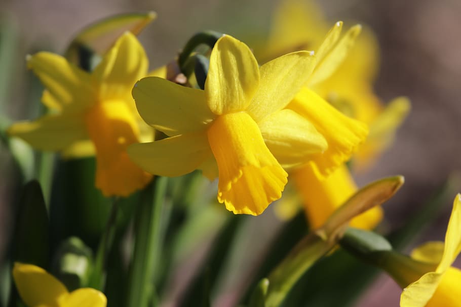 daffodils, spring daffodils, spring flowers, springtime, beautiful daffodils HD wallpaper