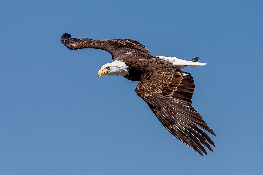 bald eagle, adler, landskron, eagle observatory, raptor, flying HD wallpaper