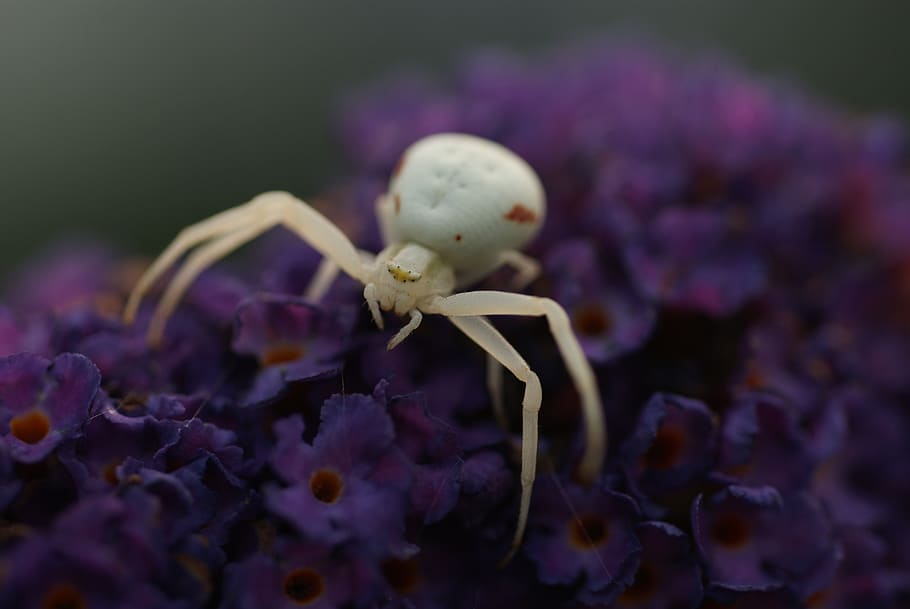 white spin, macro, butterfly bush, bug, close-up, flower, plant HD wallpaper
