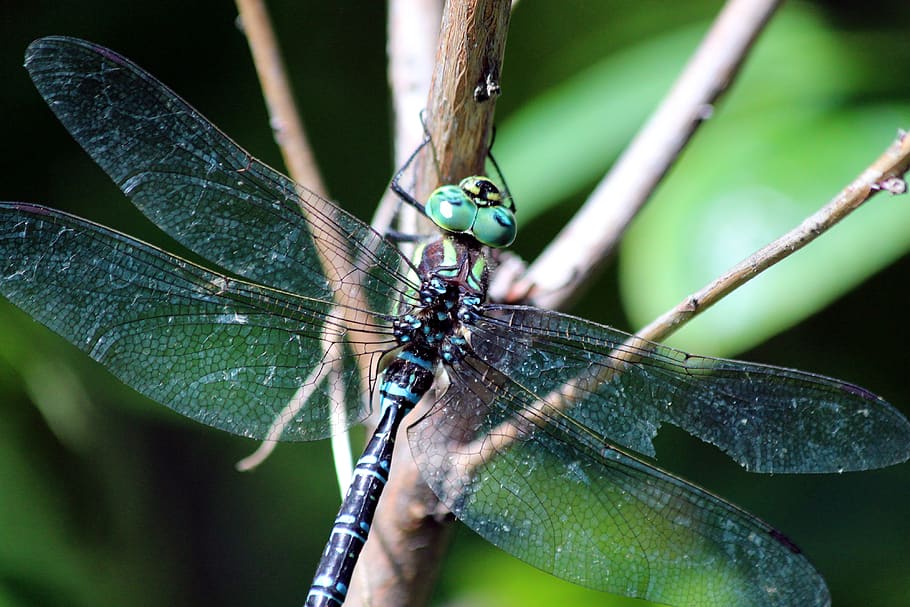 dragonfly, blue, branch, insect, animal, arthropod, diptera HD wallpaper
