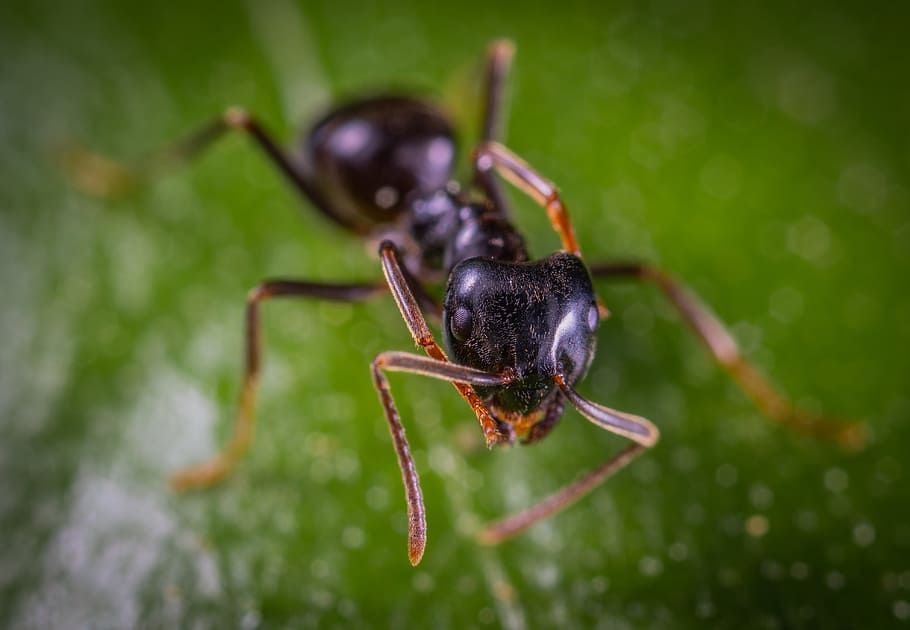 Close-up Photo Of Ant, antenna, bug, insect, little, macro, pest HD wallpaper