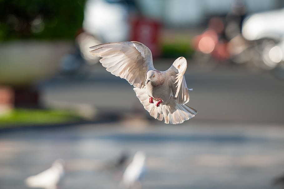 bird, dove, flight, animals, flying, animal themes, vertebrate HD wallpaper