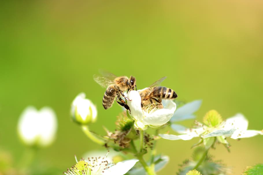 bee, pollinate, flower, insect, macro, nature, spring, animal themes HD wallpaper