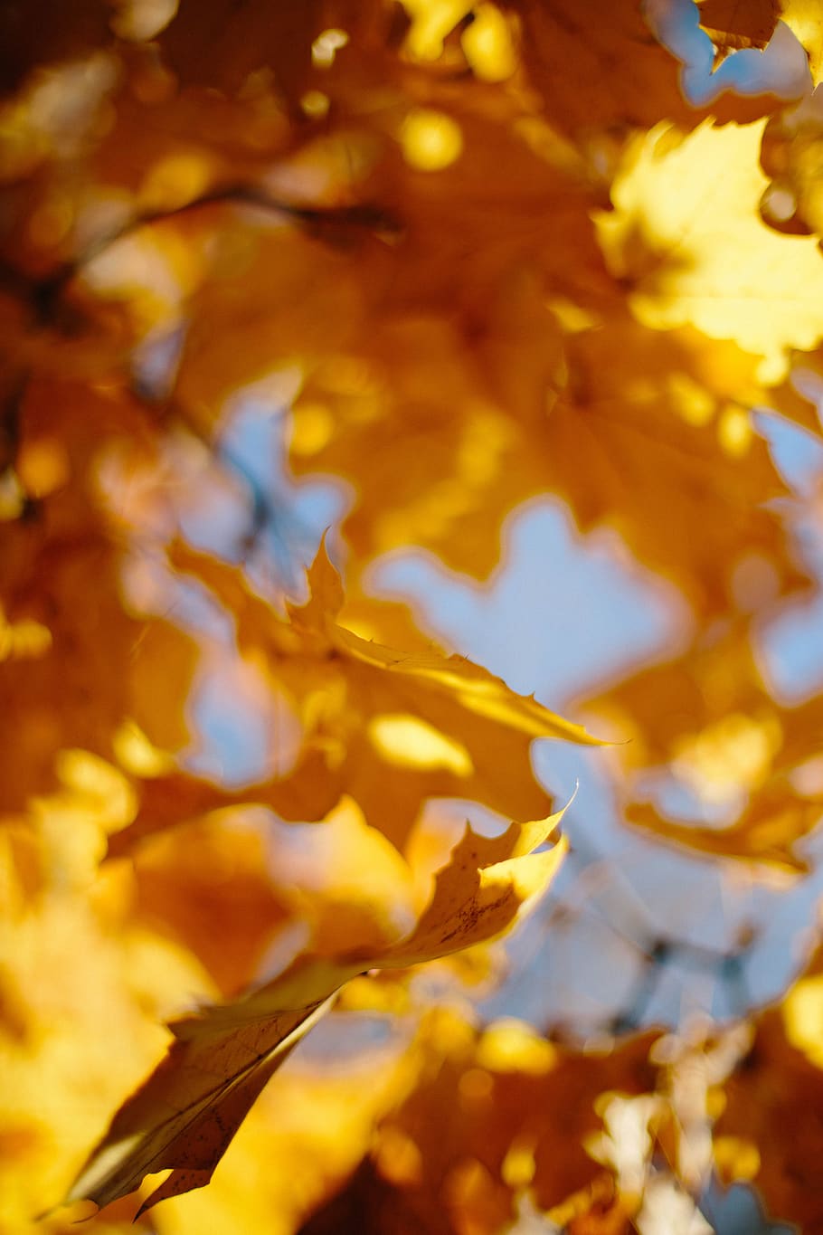 leaf, plant, tree, maple, maple leaf, autumn, leaves, fall, HD wallpaper