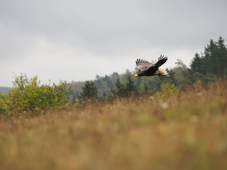 bird, animal, eagle, eagle eastern, flight, wings, beak, feather HD wallpaper