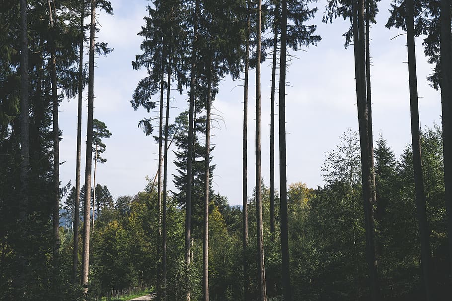 tall trees, plant, growth, forest, beauty in nature, tranquility HD wallpaper