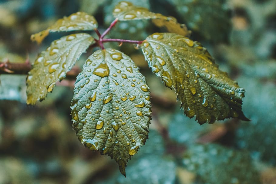 plant, rain, leaf, waterdrop, rainy, close-up, focus on foreground HD wallpaper