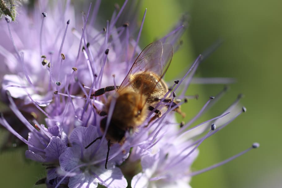 macro, insect, nature, flower, plant, close up, bee, blossom HD wallpaper