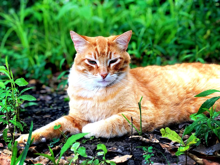 leaf, plant, pet, cat, animal, mammal, ground, vegetation, manx HD wallpaper
