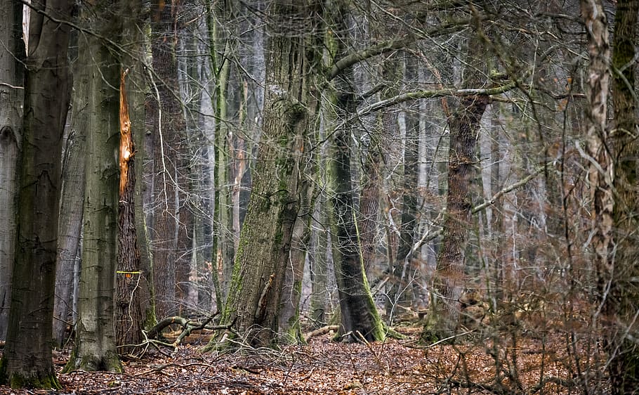 tree, plant, tree trunk, vegetation, land, outdoors, nature HD wallpaper