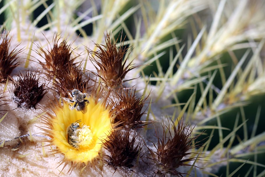 cactus, bee, desert, bloom, flower, yellow, spring, blossom HD wallpaper