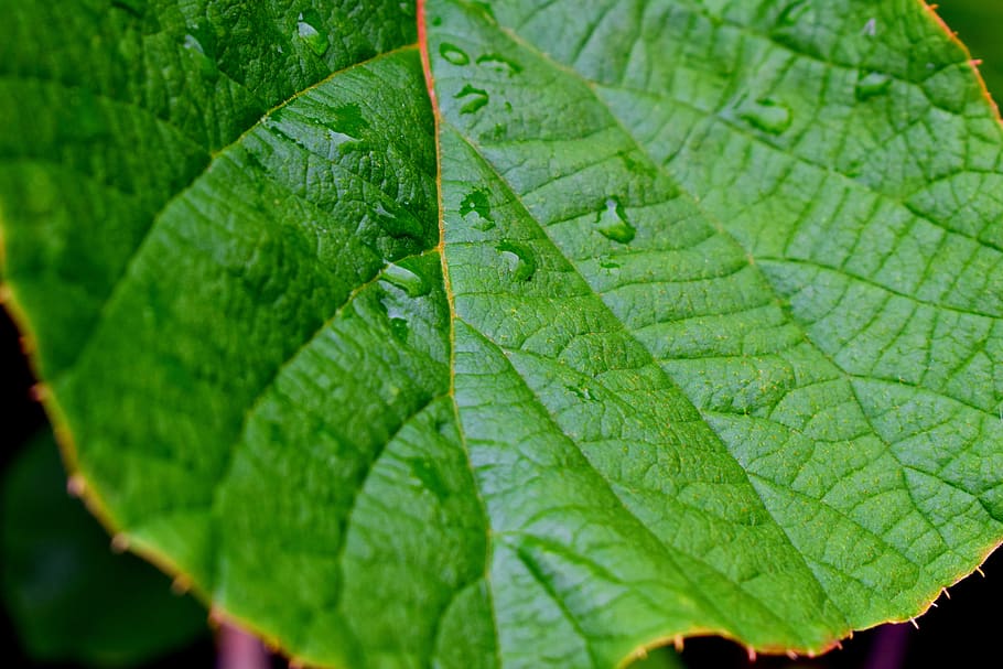 leaf, macro, green, water droplets, plant part, green color HD wallpaper
