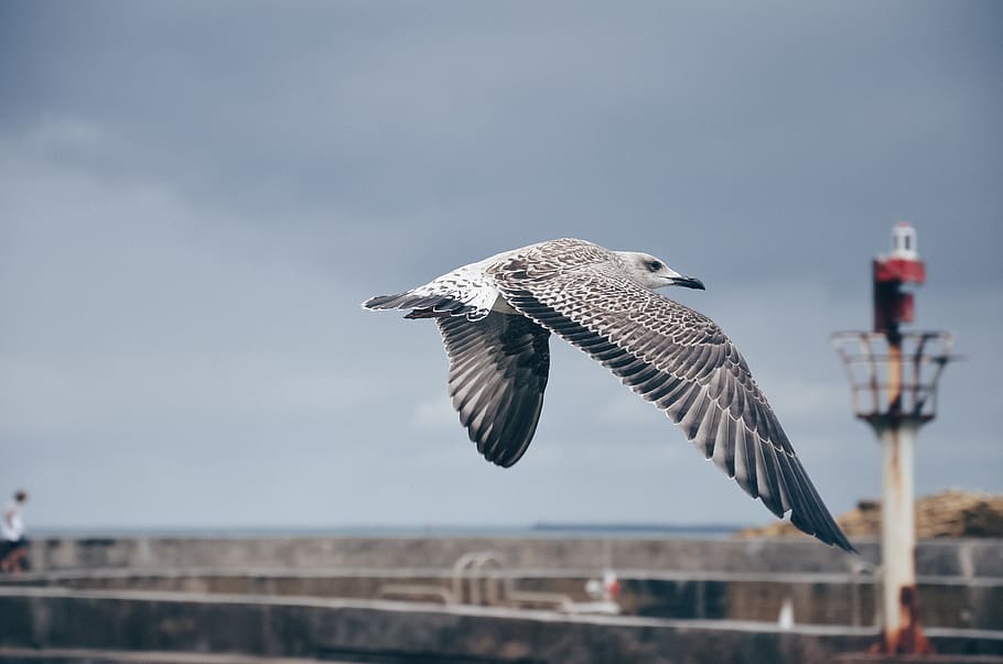 flying bird, spread wings, animal themes, animals in the wild HD wallpaper