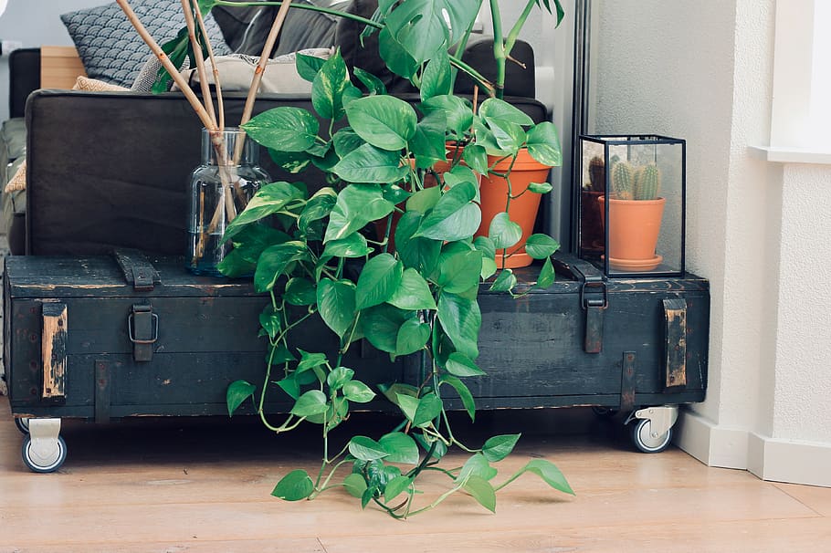 green indoor plants on table, leaf, plant part, green color, growth HD wallpaper