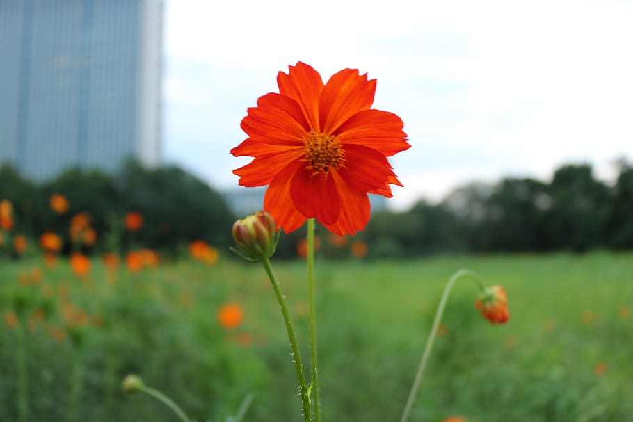 china, hangzhou, flowering plant, freshness, fragility, growth HD wallpaper