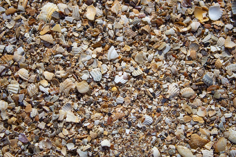 seashells, background, beach, sink, full frame, backgrounds HD wallpaper