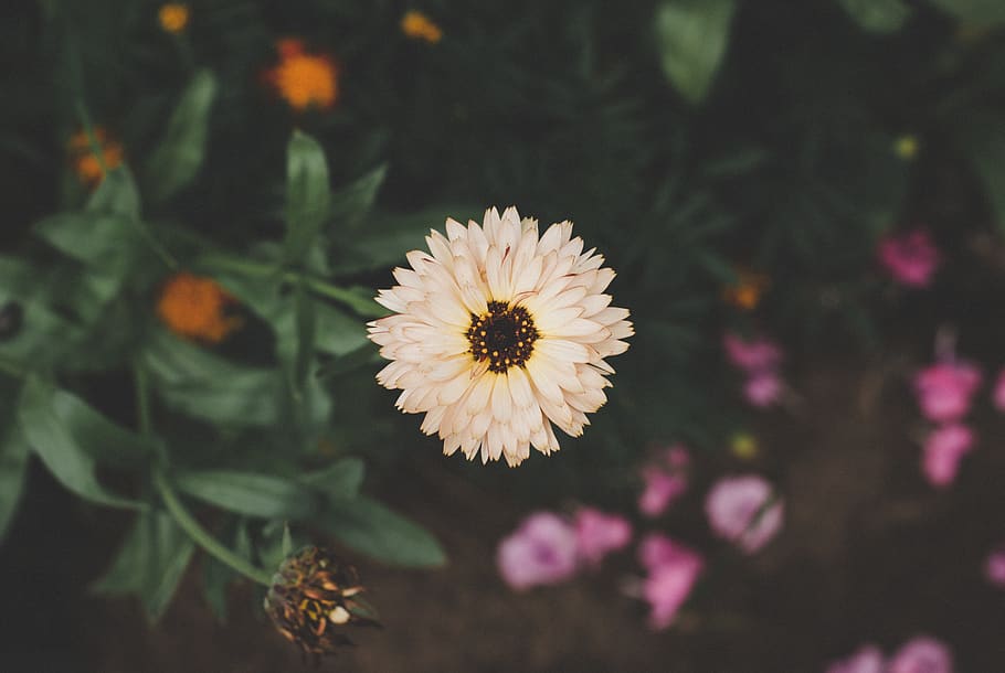 Pink Daisy Selective-focus Photography, bloom, blooming, blossom HD wallpaper