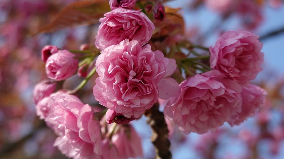 cherry blossom, cherry tree, japanese cherry, pink, flowers