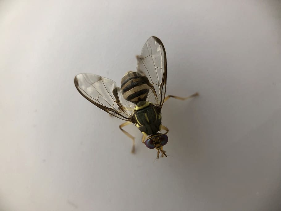 insect, bee, wasp, andrena, hornet, animal, invertebrate, apidae, HD wallpaper
