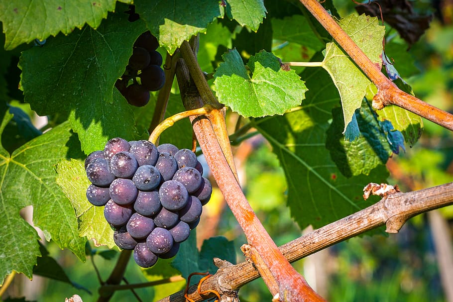 purple fruit, flora, food, produce, plant, grapes, vine, leaf HD wallpaper