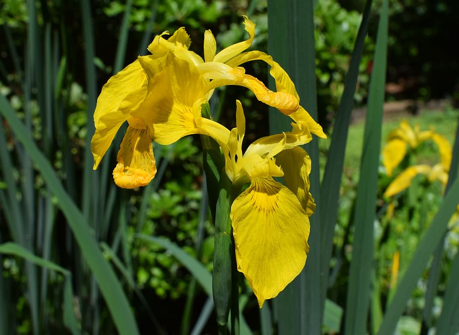 HD wallpaper: plant, flower, blossom, iris, us, oak ridge, tennessee ...