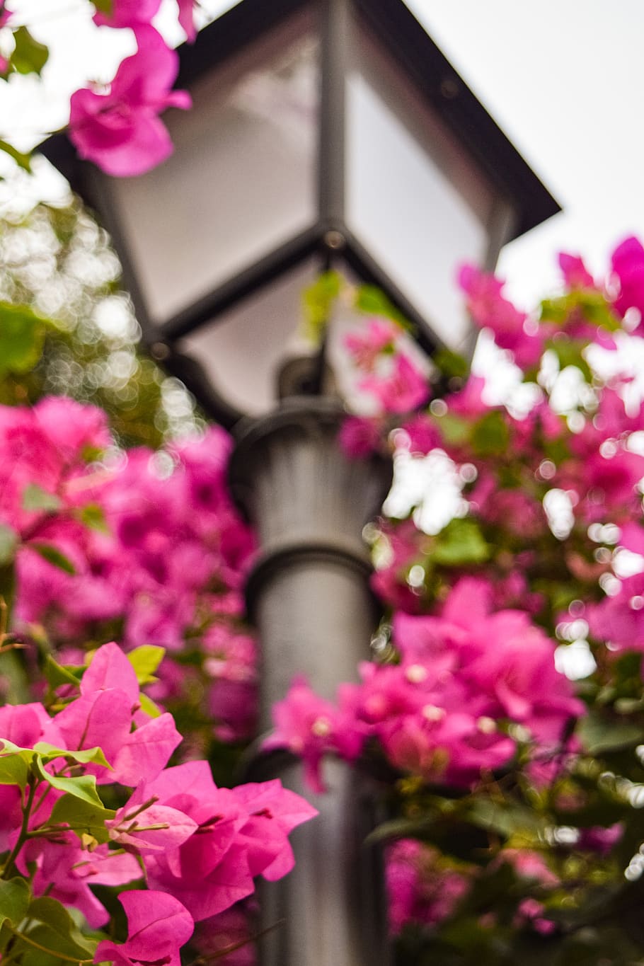 Wallpaper : pondicherry, India, puducherry, flowers, Nikon, nikond750,  cycle, pink, bicycle, bougainvillea, door, streetphotography, street  5775x3949 - - 649559 - HD Wallpapers - WallHere