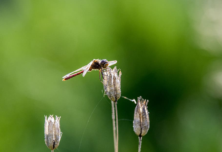nature, bug, dragonfly, animal themes, animal wildlife, animals in the wild HD wallpaper