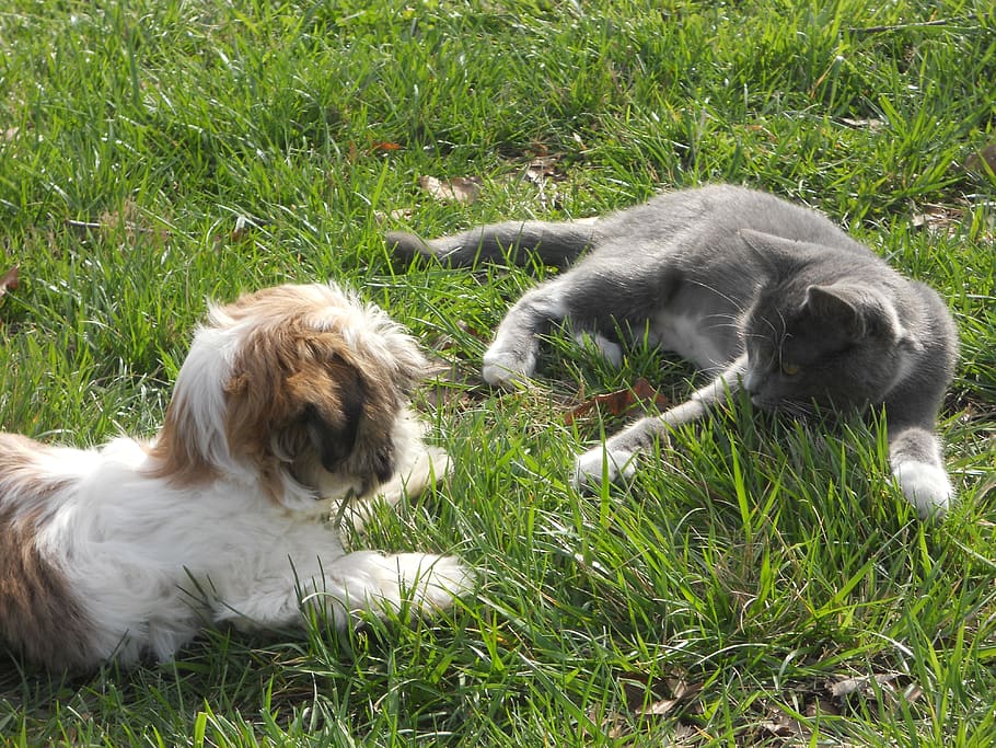 animals, pets, grass, domestic, animal themes, mammal, domestic animals HD wallpaper