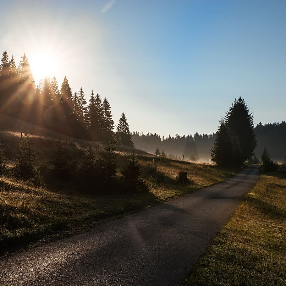 montenegro, tree, sky, plant, road, tranquility, tranquil scene HD wallpaper