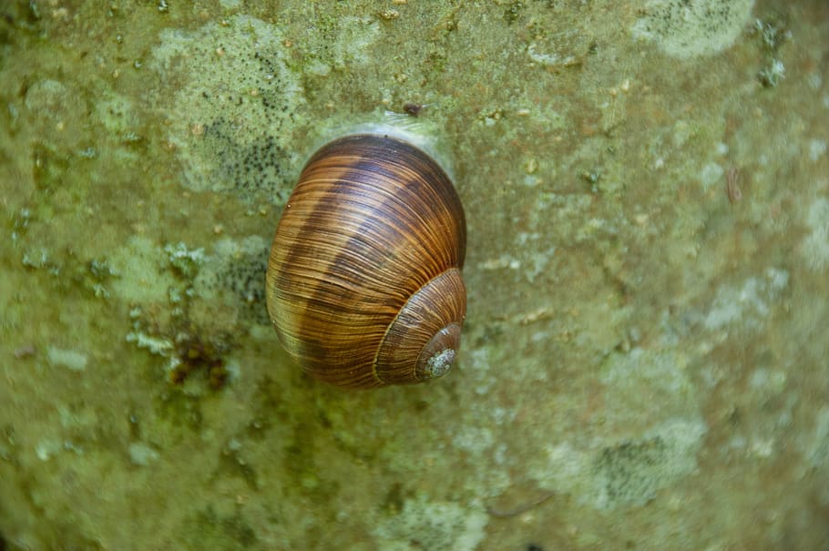snail, stone, nature, shell, snail shell, animal world, animal wildlife HD wallpaper