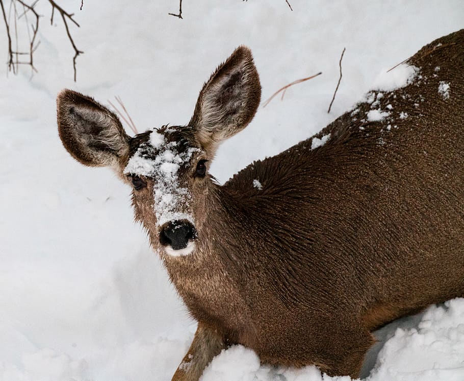 deer on snow field, wildlife, antelope, animal, mammal, central arizona forest, HD wallpaper