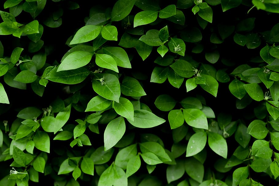 Photo of Green Leafy Plant, bright, close-up, daylight, environment HD wallpaper