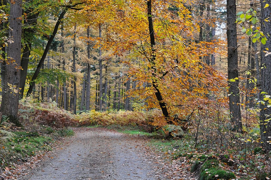 forest, dutch, netherlands, fall, autumn, leaves, leaf, landscape HD wallpaper
