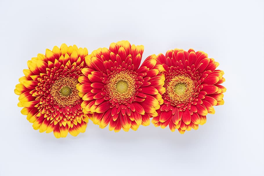 gerbera, flowers, red, yellow, bi color, close up, flowering plant, HD wallpaper