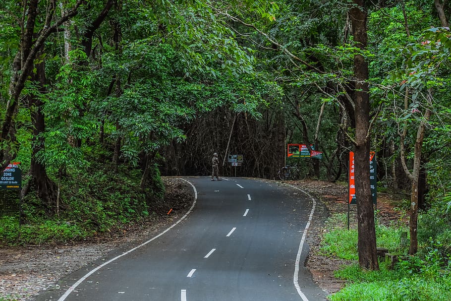 kerala, jungle, tree, forest, plant, transportation, road, sign, HD wallpaper