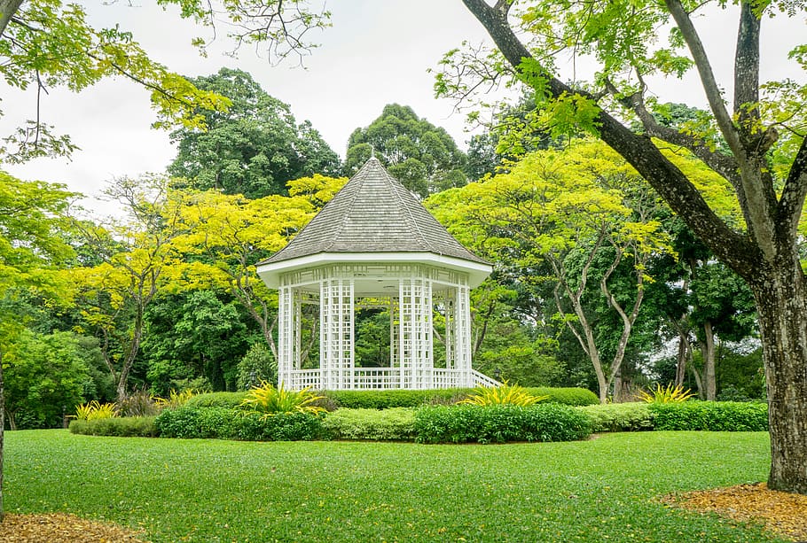 singapore, singapore botanic gardens, plant, tree, architecture, HD wallpaper