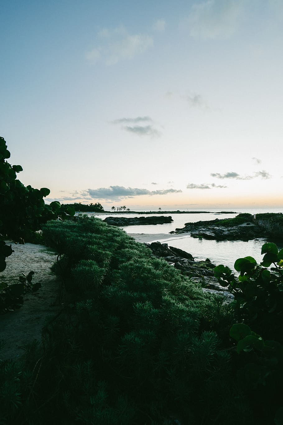 sea side during sunset, beach, tree, ocean, water, plant, dusk, HD wallpaper