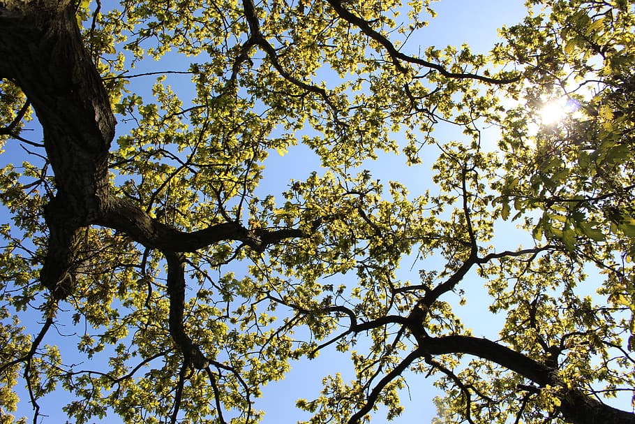 united kingdom, lincolnshire, forest, yellow, leaf, tree, summer, HD wallpaper