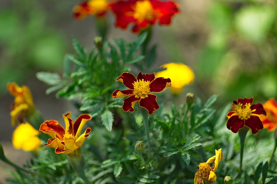 macro, bokeh, flower, garden, nature, flowering plant, beauty in nature HD wallpaper