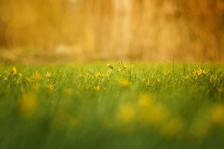 grass, nature, field, haymaking, summer, flower, landscape HD wallpaper