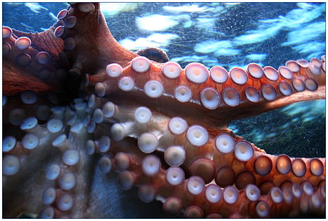 octopus, suction cup, suction cups, squid, animal, animals HD wallpaper