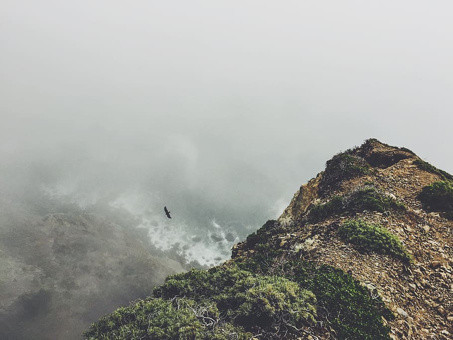 Bird soars over coastal bluffs on a foggy day, misty, rock, cliff HD wallpaper