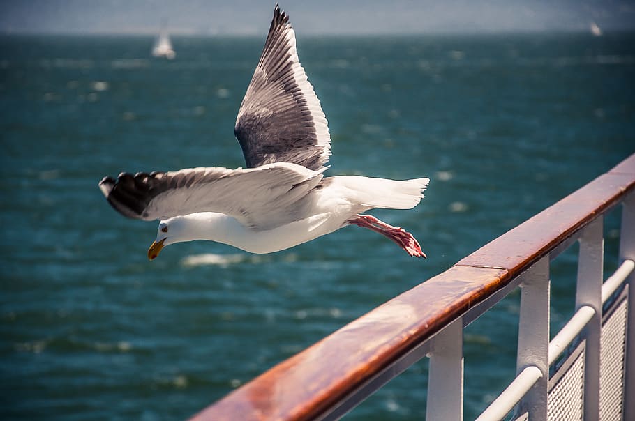 white bird flying from rail, animal wildlife, animals in the wild HD wallpaper