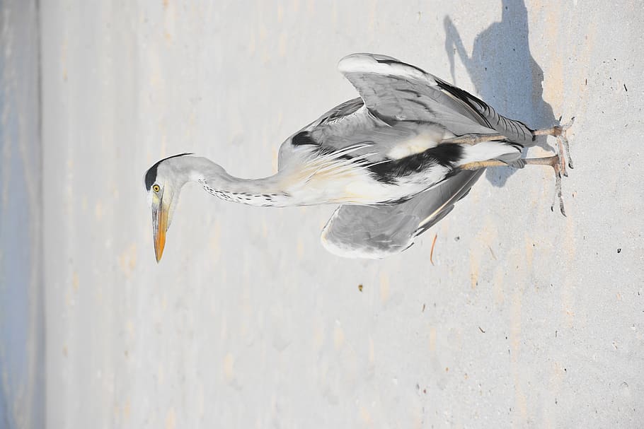 white stork, bird, animal, waterfowl, heron, ardeidae, crane bird, HD wallpaper