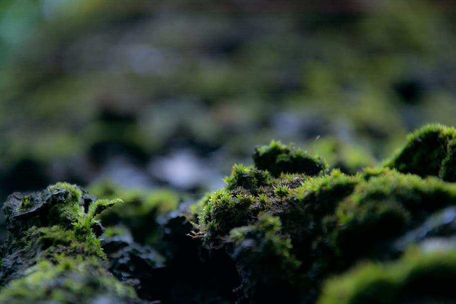 nature, trees, moss, spring, plant, green color, selective focus HD wallpaper