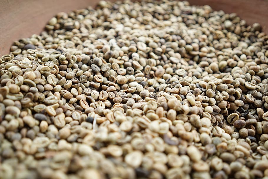 indonesia, bali, caffeine, work, tropical, poo coffee, luwak HD wallpaper